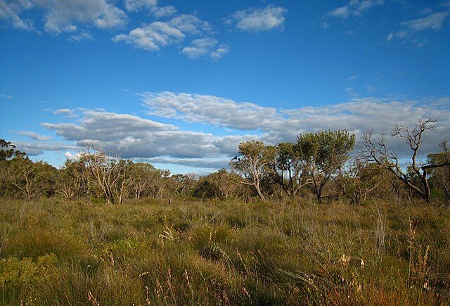 Kensington Bushland, Kensington, Perth, Western Australia Kensington Bushland, Kensington, Perth, Western Australia